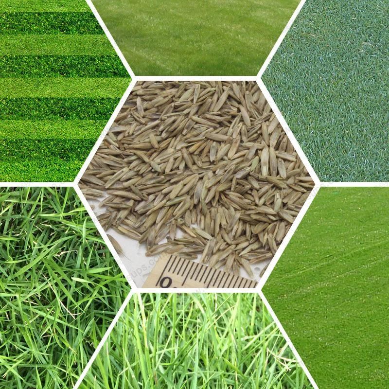 Различные виды газонной травы
