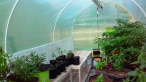 В качестве покрытия теплицы с каркасом из пластиковых труб выступают поликарбонат и полиэтиленовая пленка В качестве покрытия теплицы с каркасом из пластиковых труб выступают поликарбонат и полиэтиленовая пленка