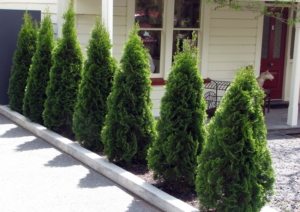 Вариант оформления участка туями Вариант оформления участка туями