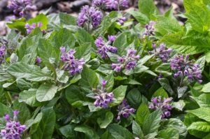 Пузырница физалисовидная разрастается невысокими кустами Пузырница физалисовидная разрастается невысокими кустами