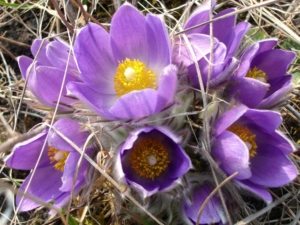 Оптимальное место для высадки прострела (сон-травы) - сухая почва Оптимальное место для высадки прострела (сон-травы) - сухая почва