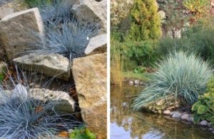 Овсяница сизая часто используется для оформления ландшафта Овсяница сизая часто используется для оформления ландшафта