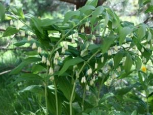 Купена имеет длинные стебли с мелкими белыми цветами Купена имеет длинные стебли с мелкими белыми цветами