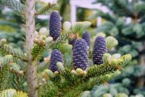 Эффектно на альпийской горке смотрится пихта корейская Эффектно на альпийской горке смотрится пихта корейская