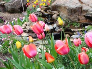 Растения для рокария необходимо подбирать с учетом времени их цветения Растения для рокария необходимо подбирать с учетом времени их цветения