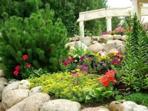 Хвойники являются базовыми растениями в рокарии Хвойники являются базовыми растениями в рокарии