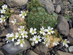Ясколку обычно размещают возле больших камней, в расщелинах или на склонах Ясколку обычно размещают возле больших камней, в расщелинах или на склонах