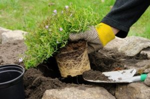 Процесс высаживания растений в рокарий Процесс высаживания растений в рокарий