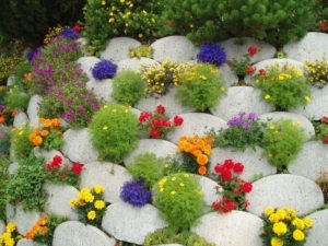 Альпийская каменная горка с яркими цветами Альпийская каменная горка с яркими цветами