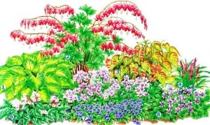 Клумба непрерывного цветения (размер цветника – 1,5 х 2 м): 1 - хоста; 2 - дицентра великолепная; 3 - эпимедиум красный; 4 - лириопе мускаревидное; 5 - герань; 6 - медуница белоцветковая; 7 - пупочник весенний; 8 - фиалка