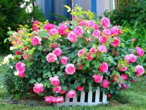 Цветник из роз во дворе частного дома