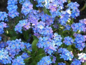 Незабудки цветут мелкими синими и голубыми цветами