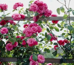 Плетистую розу высаживают возле заборов, пергол или арок