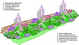 Схема оформления рабатки, состоящей из многолетних растений