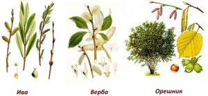 Виды деревьев для плетения забора из лозы Виды деревьев для плетения забора из лозы