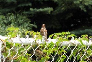 Оцинкованная сетка имеет более длительный срок эксплуатации по сравнению с обычной Оцинкованная сетка имеет более длительный срок эксплуатации по сравнению с обычной