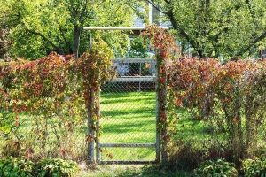 Изящную и легкую изгородь из сетки рабицы украшают вьющиеся растения Изящную и легкую изгородь из сетки рабицы украшают вьющиеся растения