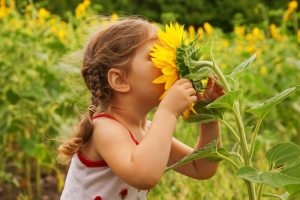 Необходимо проследить, чтобы на участке присутствовали только безопасные для детей растения Необходимо проследить, чтобы на участке присутствовали только безопасные для детей растения