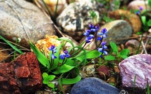 Камни, собранные в поле, устойчивы к погодным и атмосферным воздействиям, поэтому больше подходят для бани, чем собранные в воде Камни, собранные в поле, устойчивы к погодным и атмосферным воздействиям, поэтому больше подходят для бани, чем собранные в воде