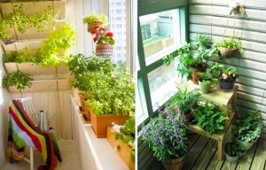 Хорошим вариантом отделки лоджии для создания домашней оранжереи считается вагонка Хорошим вариантом отделки лоджии для создания домашней оранжереи считается вагонка