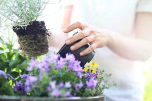 Домашние цветы украсят интерьер лоджии Домашние цветы украсят интерьер лоджии