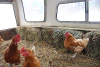 Самодельный курятник, сделанный из кузова старого автомобиля Самодельный курятник, сделанный из кузова старого автомобиля