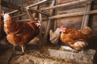 Насесты и полки в курятнике изготовлены из деревянных реек Насесты и полки в курятнике изготовлены из деревянных реек