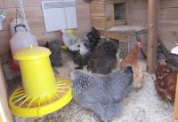 Засыпка опилок позволит поддерживать оптимальную температуру в птичнике Засыпка опилок позволит поддерживать оптимальную температуру в птичнике