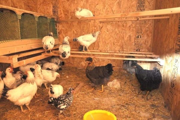 Курятник на 10 несушек Курятник на 10 несушек
