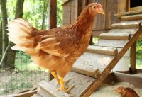 Обязательно организуйте вольер для выгула птиц, обнесенный сеткой-рабицей Обязательно организуйте вольер для выгула птиц, обнесенный сеткой-рабицей