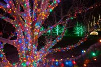 Деревья, декорированные светодиодными гирляндами, выглядят эффектно и празднично Деревья, декорированные светодиодными гирляндами, выглядят эффектно и празднично