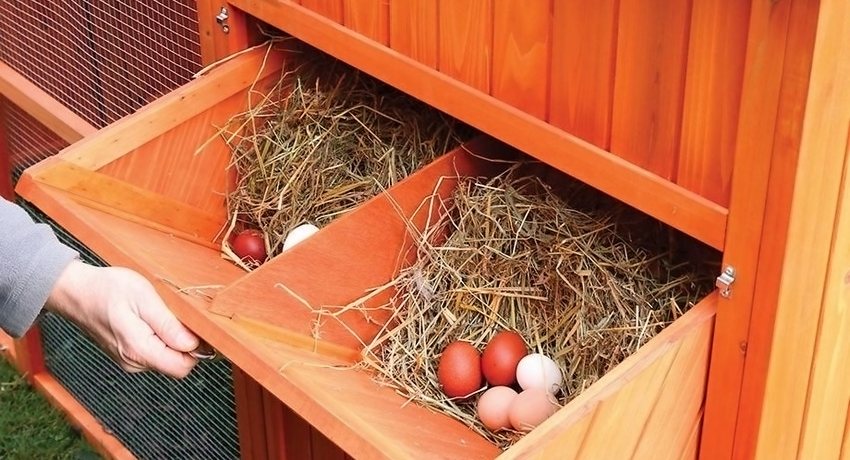 Яйцесборник без сена несушкам нравится, гнездо в виде тумбочки
