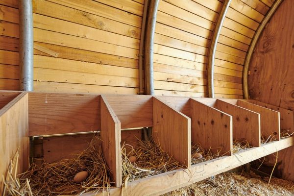 Гнезда в курятнике своими руками фото для 10 кур для зимы 58