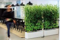 Интересно и свежо выглядит передвижная перегородка с живыми растениями Интересно и свежо выглядит передвижная перегородка с живыми растениями