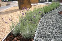 Цветочная клумба оформлена с использованием оцинкованного бордюра Цветочная клумба оформлена с использованием оцинкованного бордюра