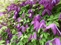 Княжик сибирский относится к лекарственным растениям Княжик сибирский относится к лекарственным растениям