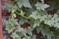 Переступень не любит холодов и нуждается в дополнительном утеплении на зиму Переступень не любит холодов и нуждается в дополнительном утеплении на зиму