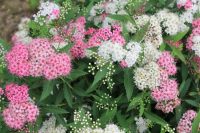 Спирея идеально подойдет для оформления невысоких ограждений на участке Спирея идеально подойдет для оформления невысоких ограждений на участке