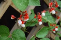 Побеги декоративной фасоли могут разрастаться до 5 м в длину Побеги декоративной фасоли могут разрастаться до 5 м в длину