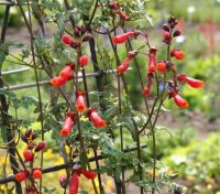 Эккремокарпус желательно высаживать на южной стороне участка Эккремокарпус желательно высаживать на южной стороне участка