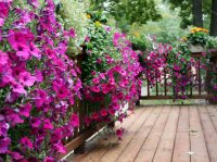 В период цветения растения создают густую живую изгородь В период цветения растения создают густую живую изгородь