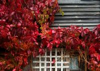 Листья девичьего винограда имеют яркий красный окрас Листья девичьего винограда имеют яркий красный окрас