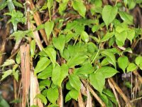 Высота побегов древогубца может достигать 18 м Высота побегов древогубца может достигать 18 м