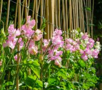 Душистый горошек цветет великолепными красивыми цветками Душистый горошек цветет великолепными красивыми цветками