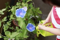 Лианы ипомеи в среднем имеют длину 5 м Лианы ипомеи в среднем имеют длину 5 м