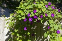 Ипомея пурпурная имеет яркие красивые соцветния Ипомея пурпурная имеет яркие красивые соцветния