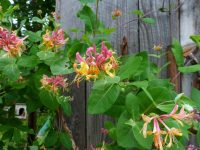 Цветы вьющейся жимолости источают приятный аромат Цветы вьющейся жимолости источают приятный аромат