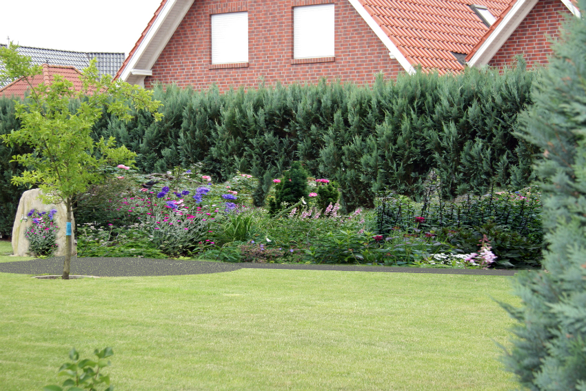 Кипарисовик Лавсона - одно из самых красивых хвойных растений, которые используются в ландшафтном дизайне