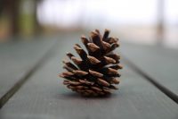 Если воздух в помещении сухой - чешуйки шишки раскроются Если воздух в помещении сухой - чешуйки шишки раскроются