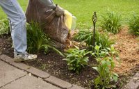 Щепа из измельченных веток может использоваться в качестве компоста для растений Щепа из измельченных веток может использоваться в качестве компоста для растений